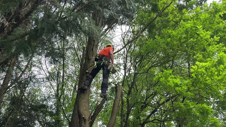 La Grange, IL Tree Removal and Landscaping Services Company